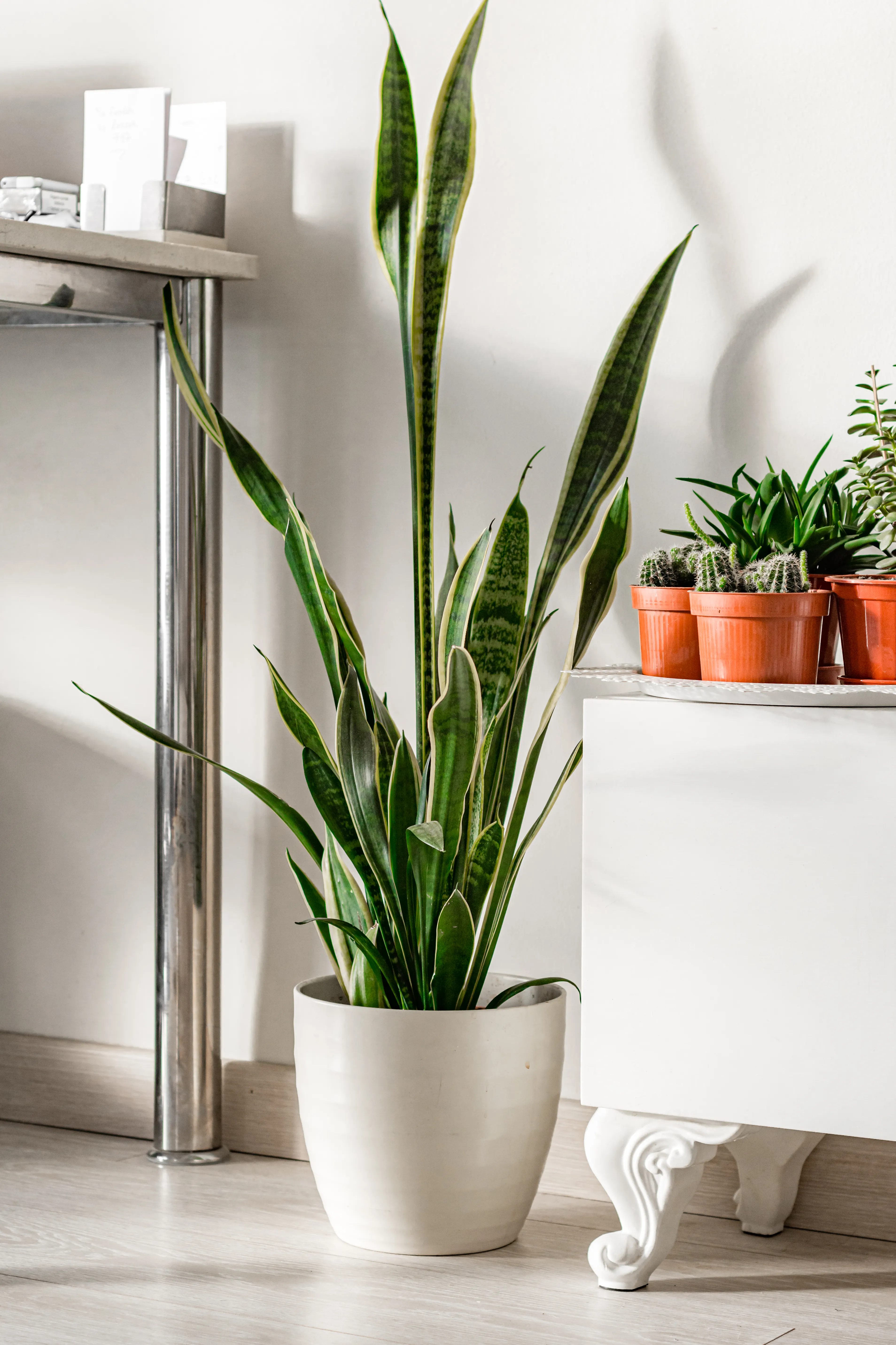 Snake plant in low light