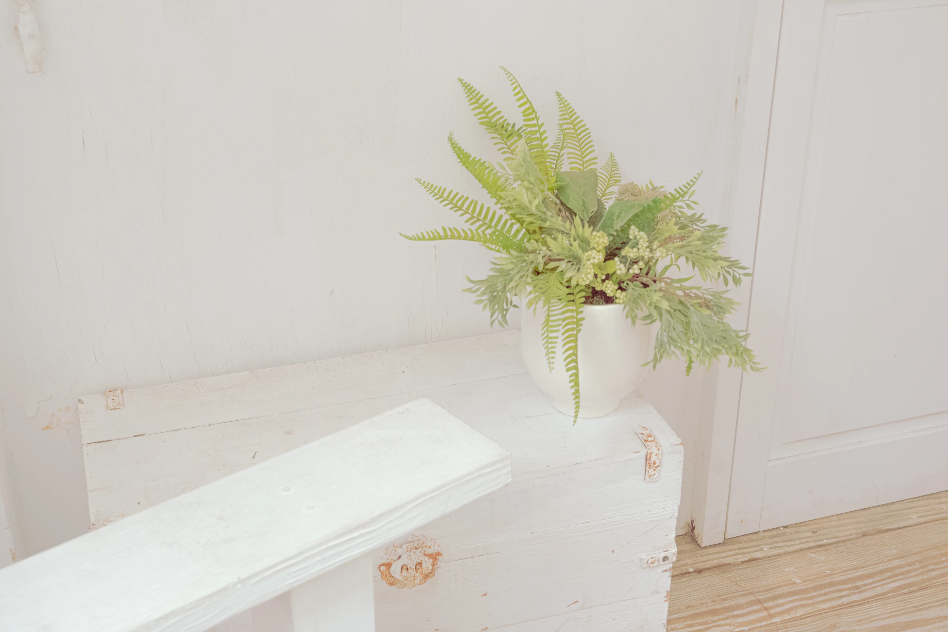 Fern in humid bathroom