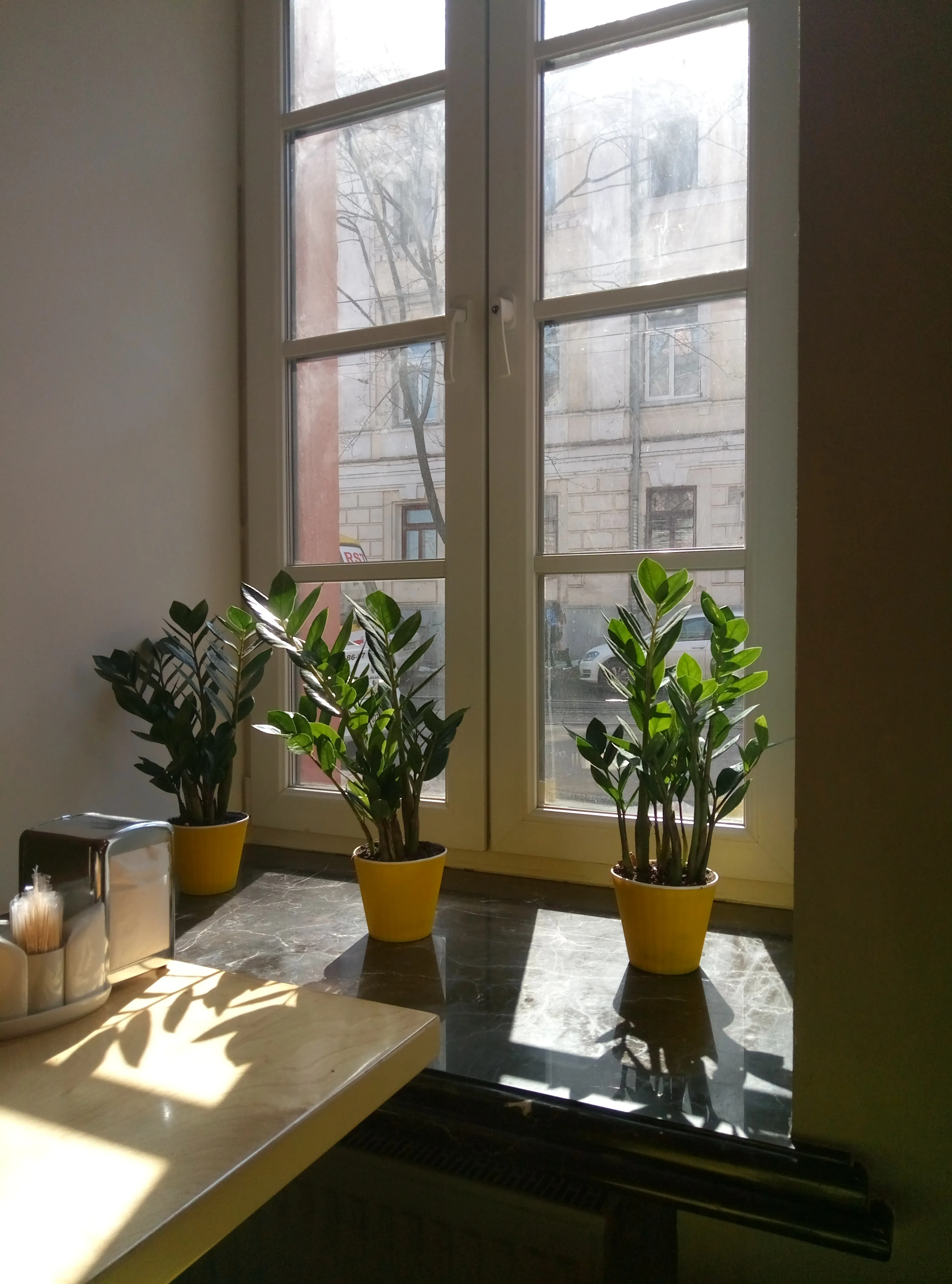 Houseplant receiving sunlight by window