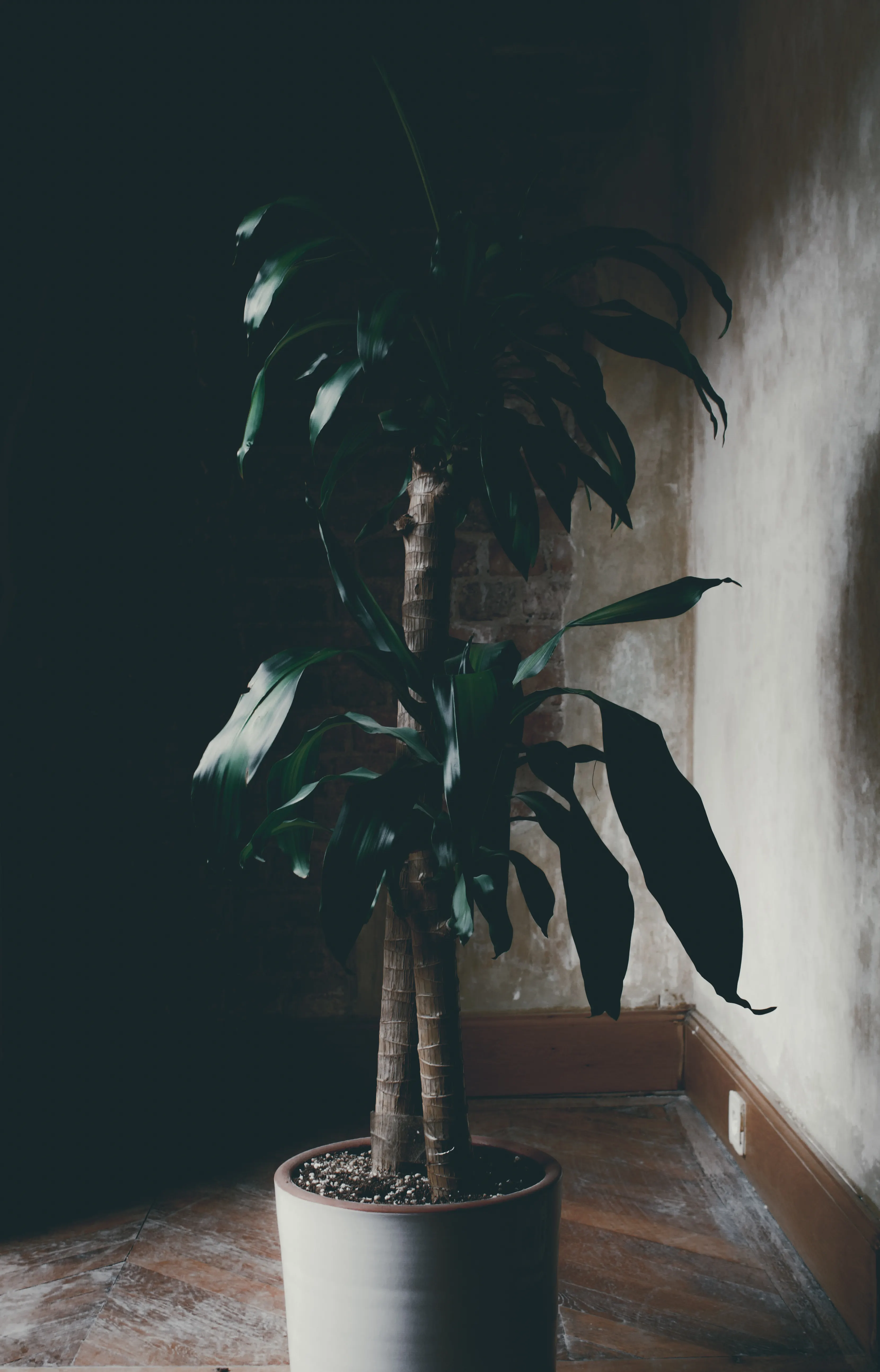 A plant placed in a dimly lit room