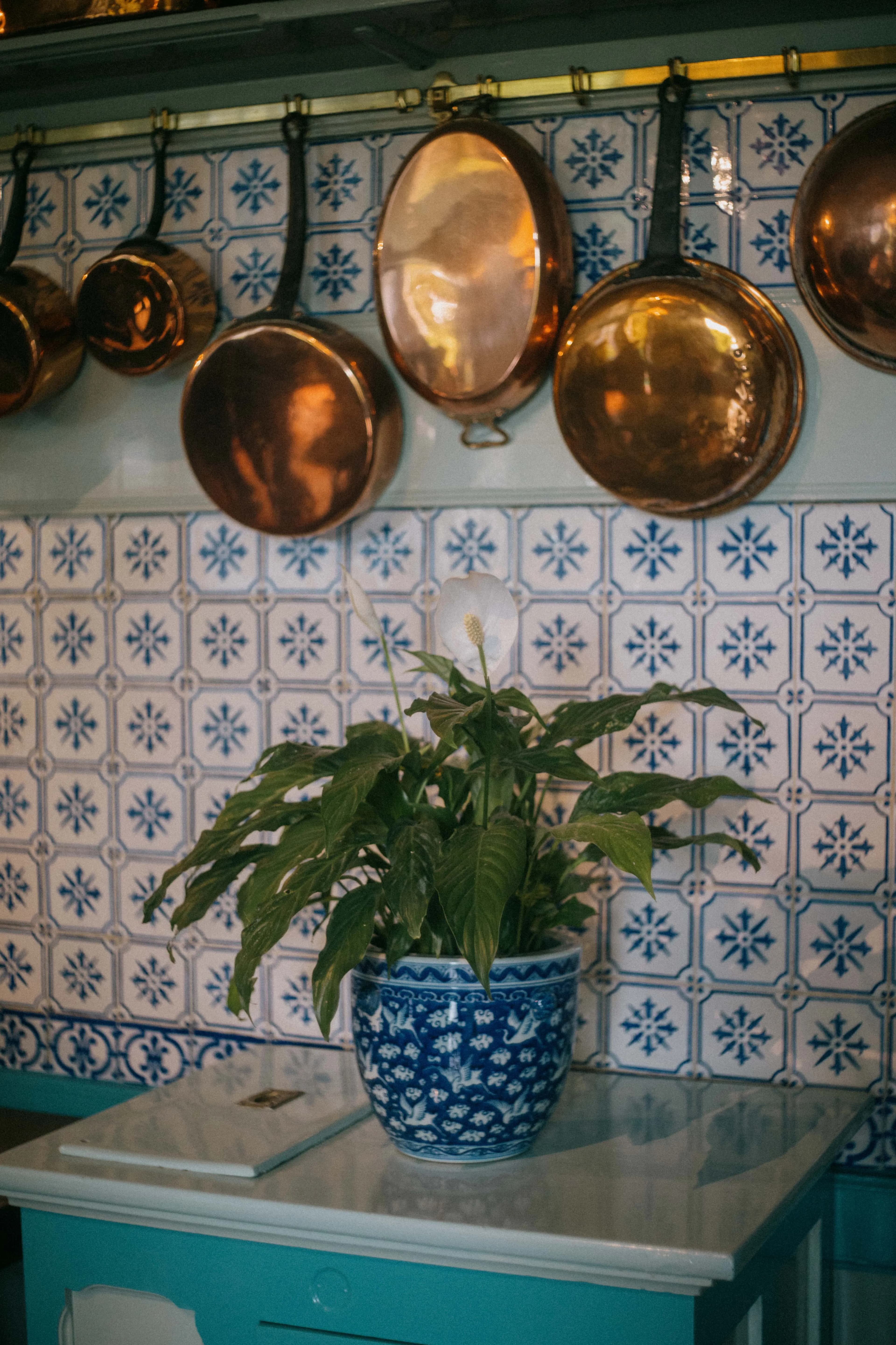 Peace lily in kitchen