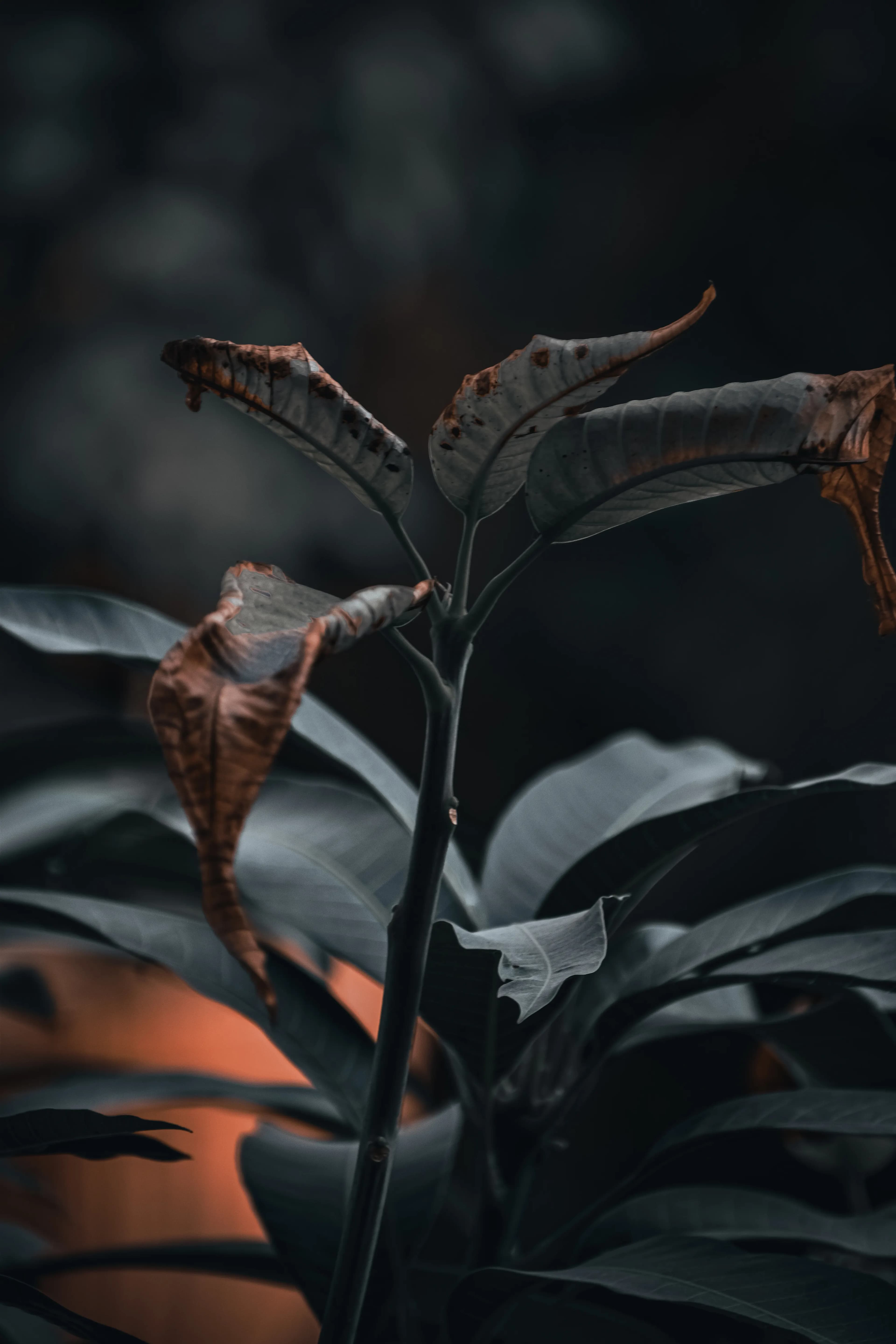 Why Are My Plant Leaves Turning Brown?