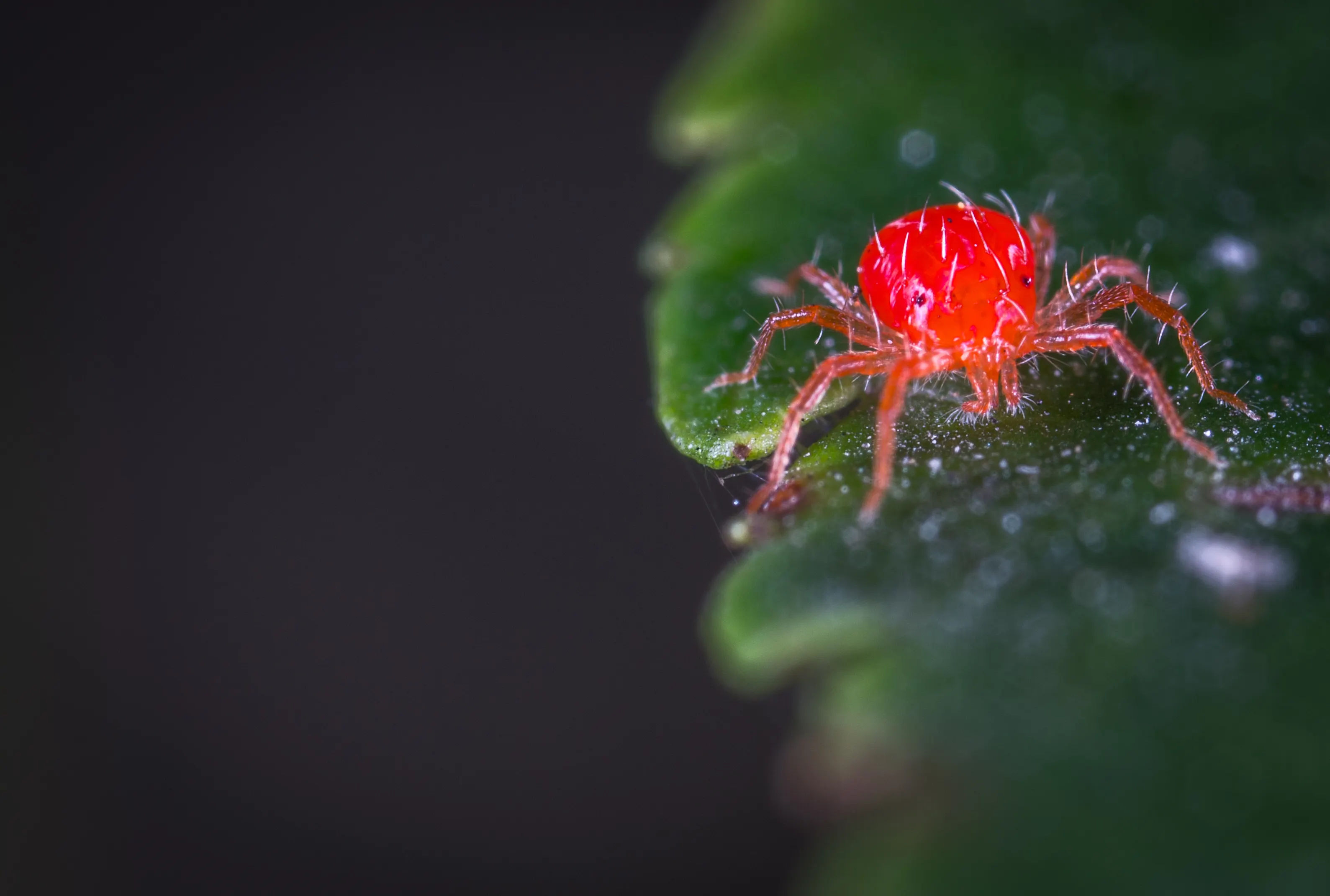 Inspecting plant leaves for pests
