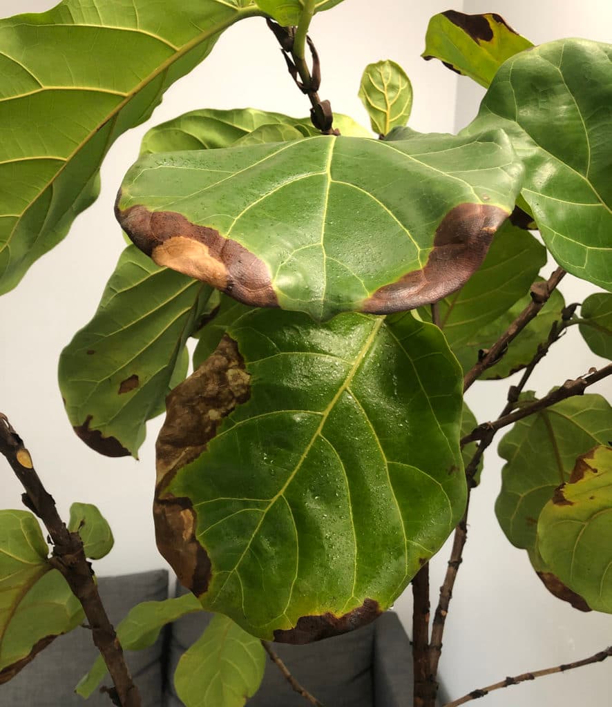 Leaf showing signs of nutrient deficiency