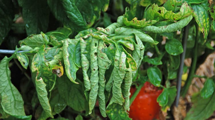 Dehydrated plant with curled leaves
