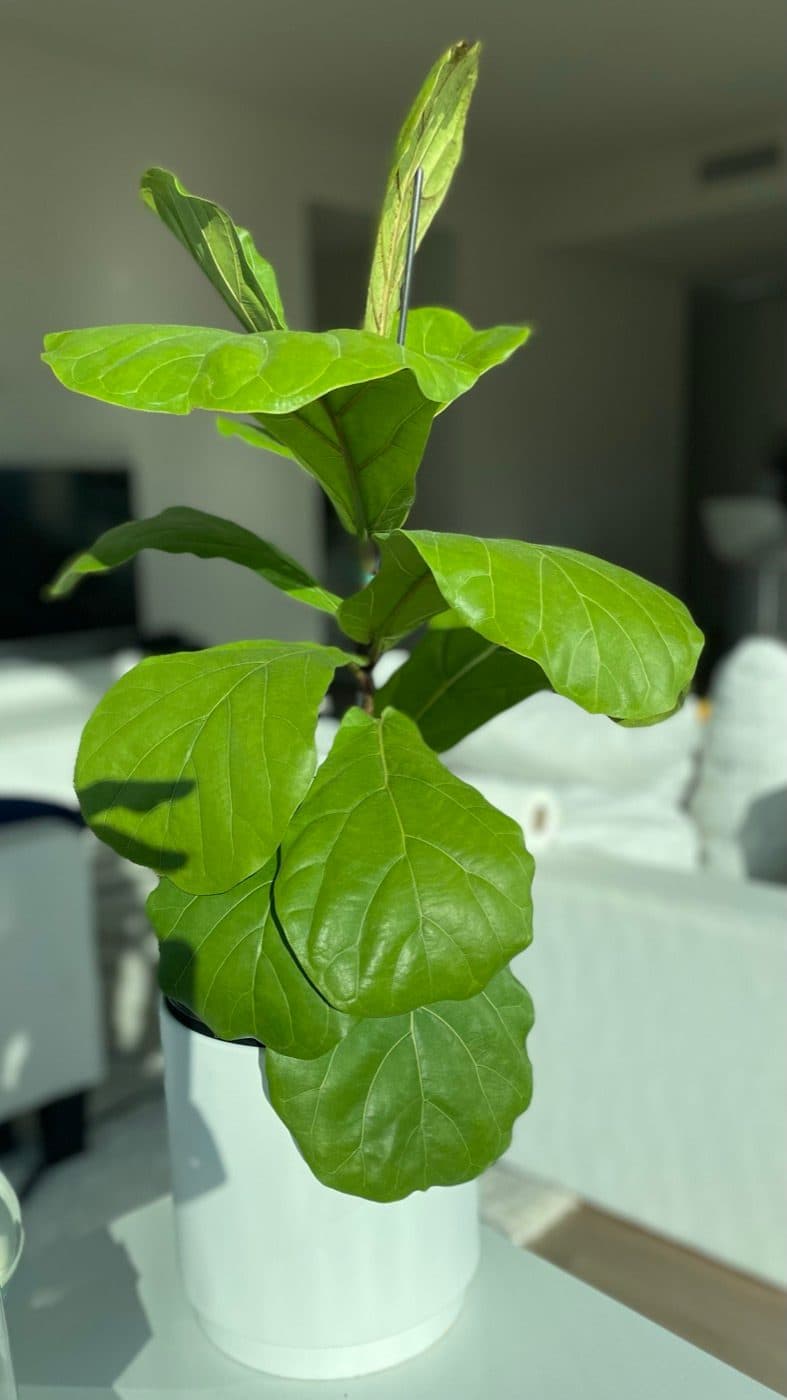 Fiddle Fi Fo Fun healthy, with big bright green leaves