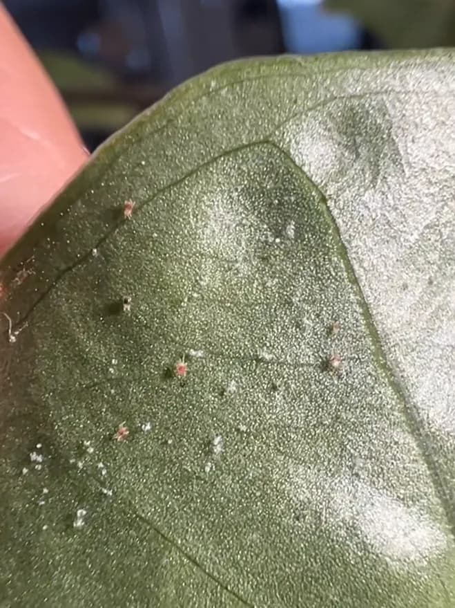 Spider mite webbing on an Alocasia leaf