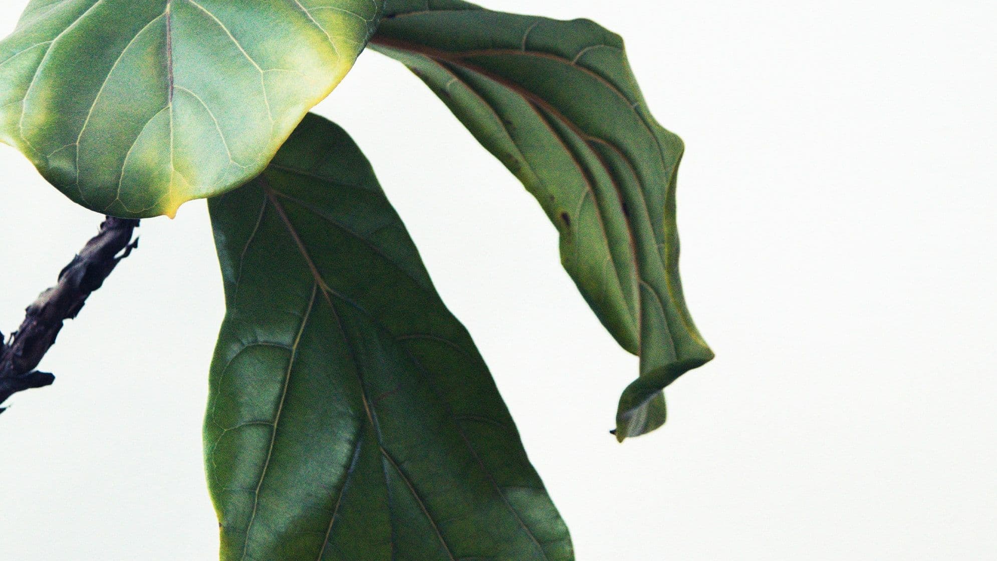 Close-up of droopy plant leaves