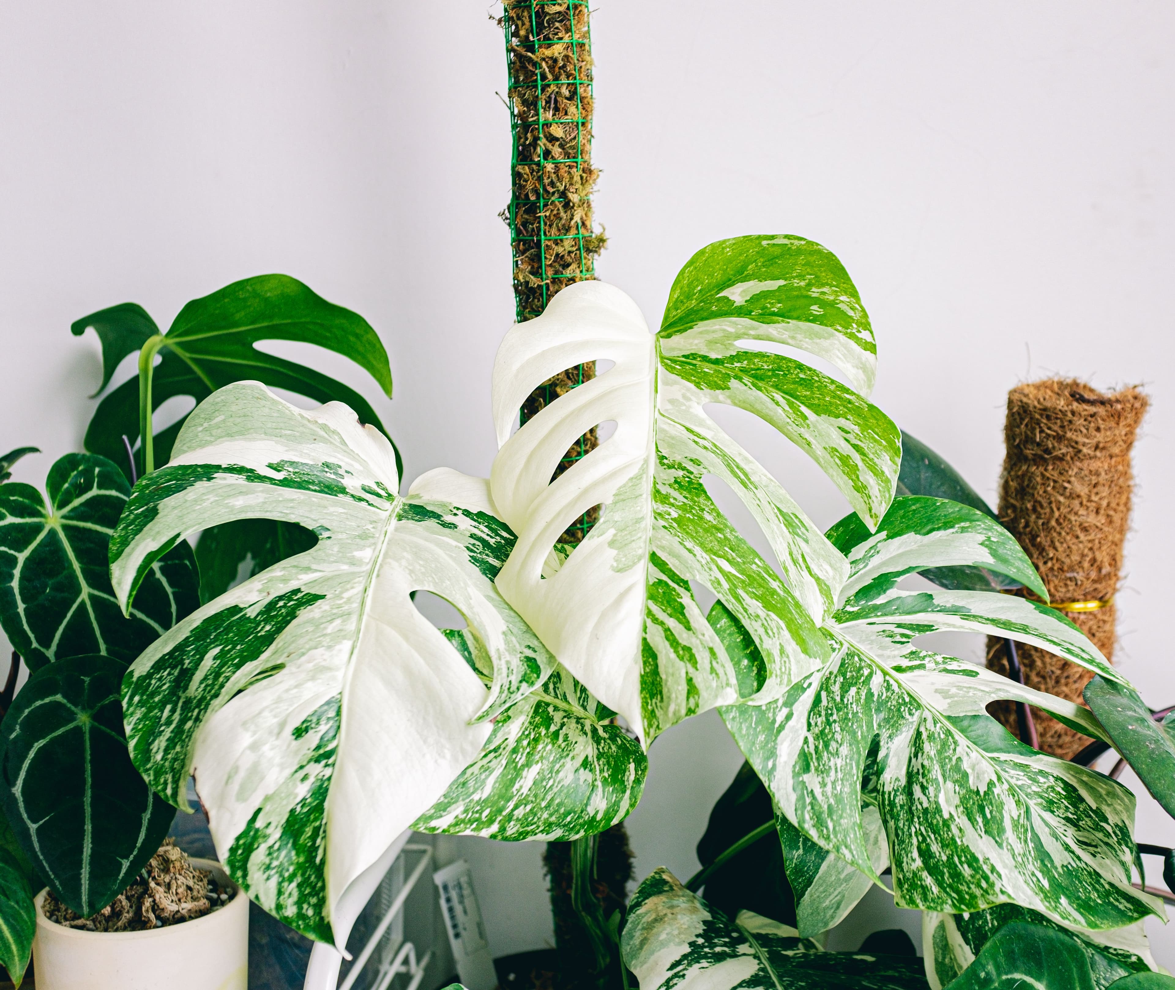 Caring for Your Monstera Albo: A Beginner's Guide