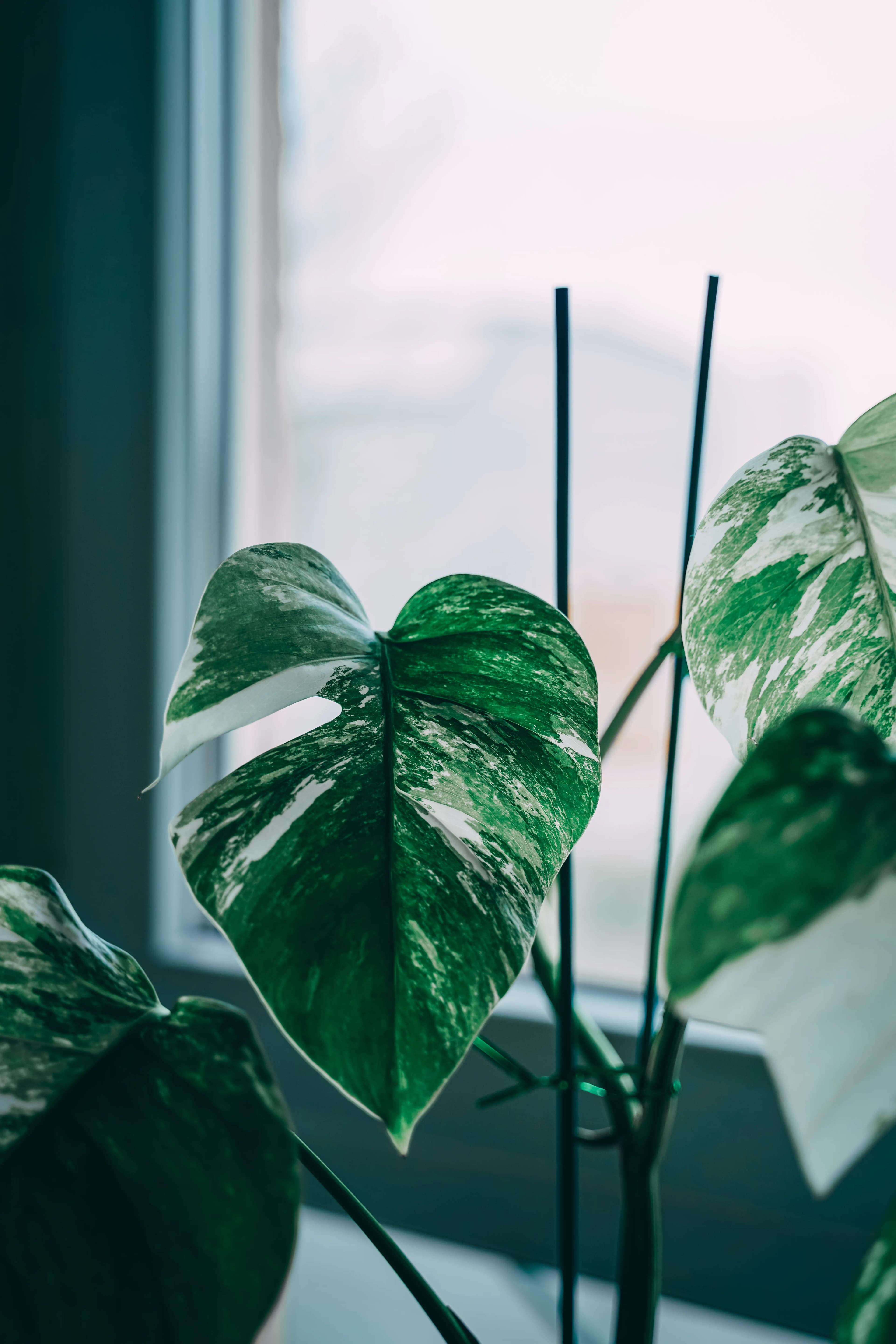 Mastering Monstera: The Art of Watering