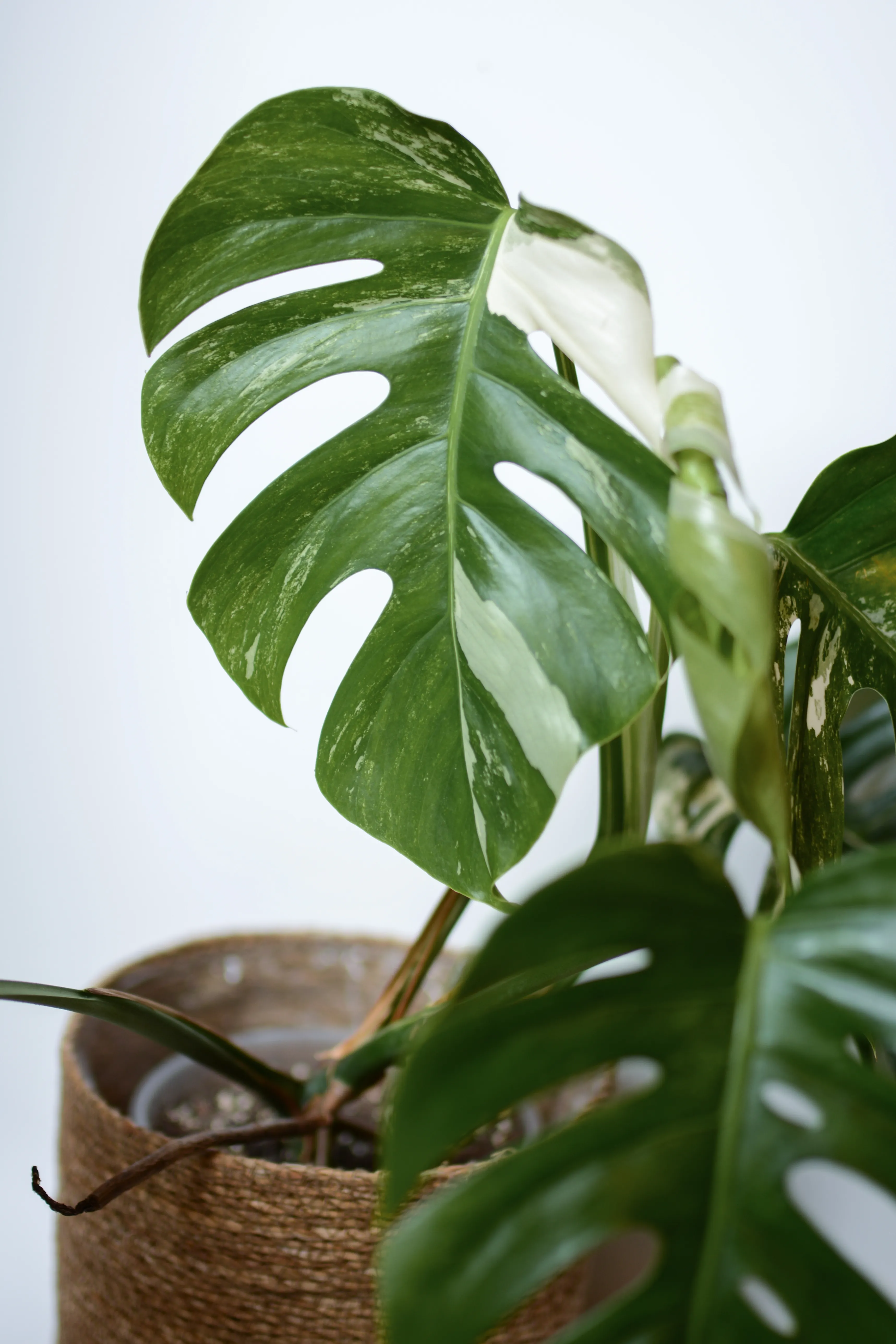 Close-up of Monstera Albo leaves