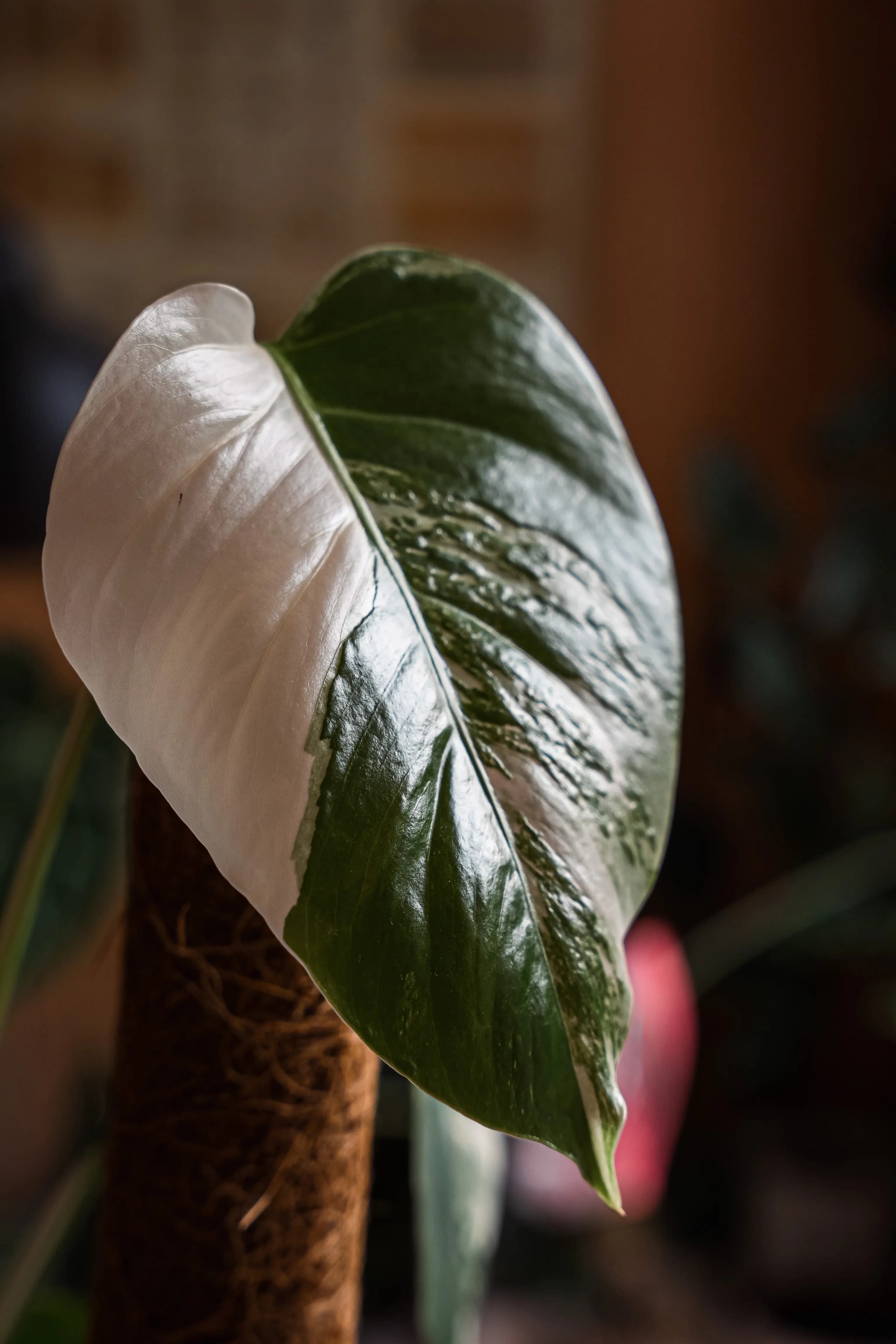 Monstera Albo in bright indirect light