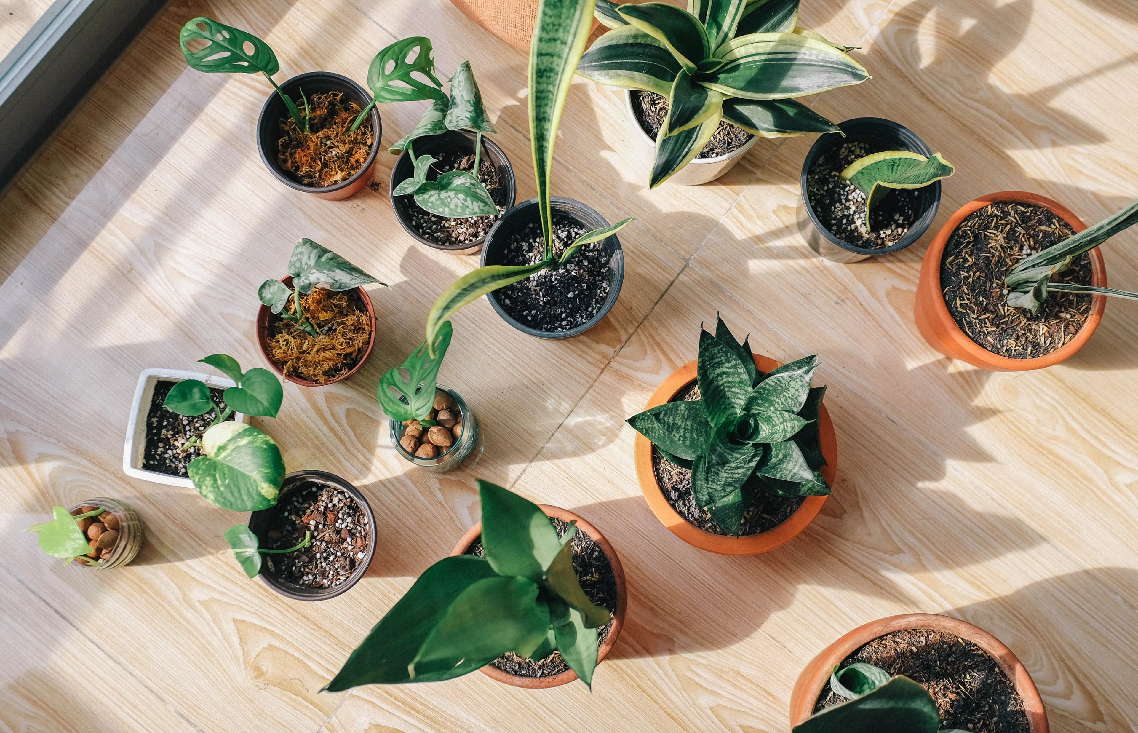 The Easiest Plants to Care For