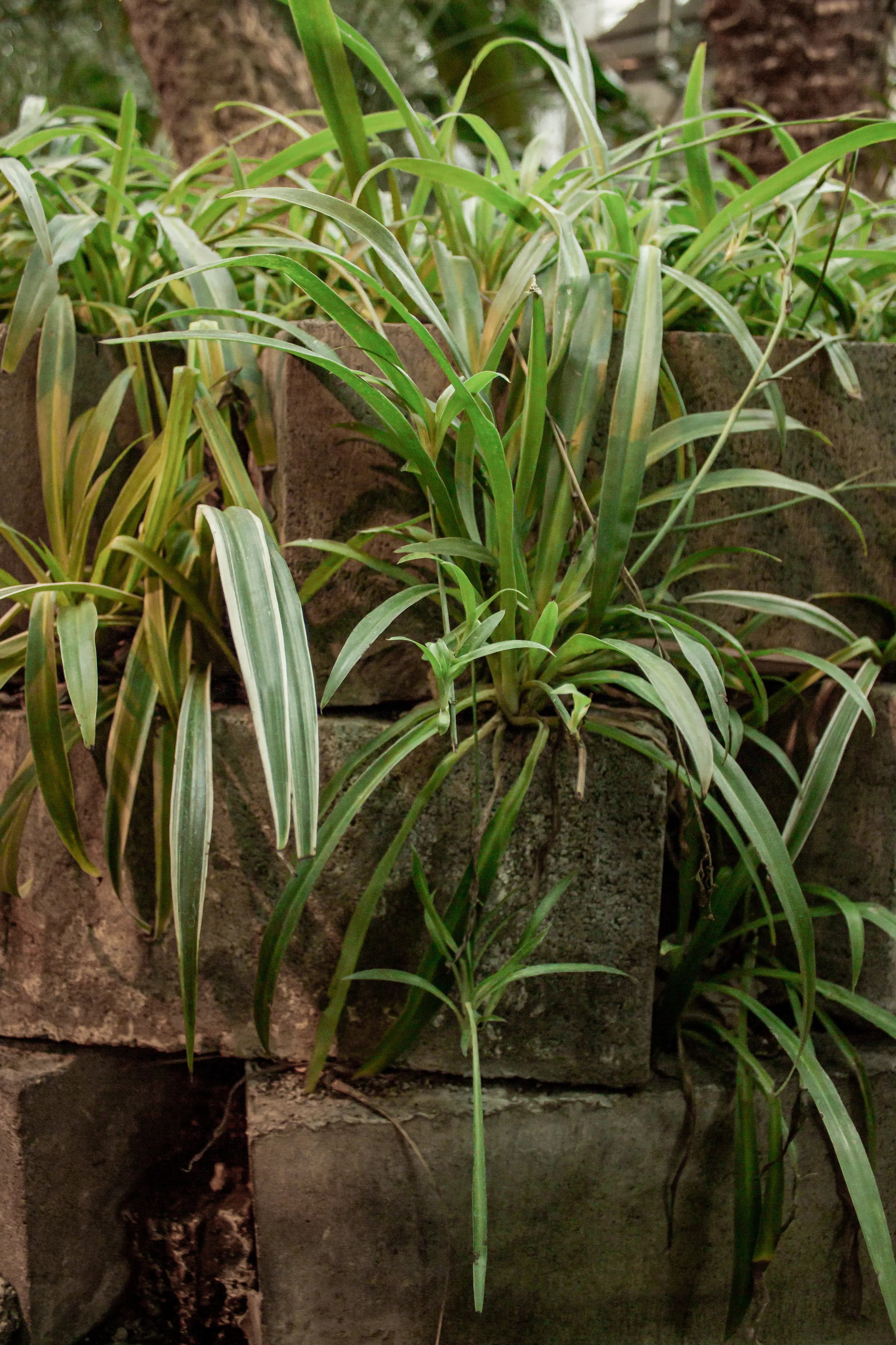 Snake Plant in a pot