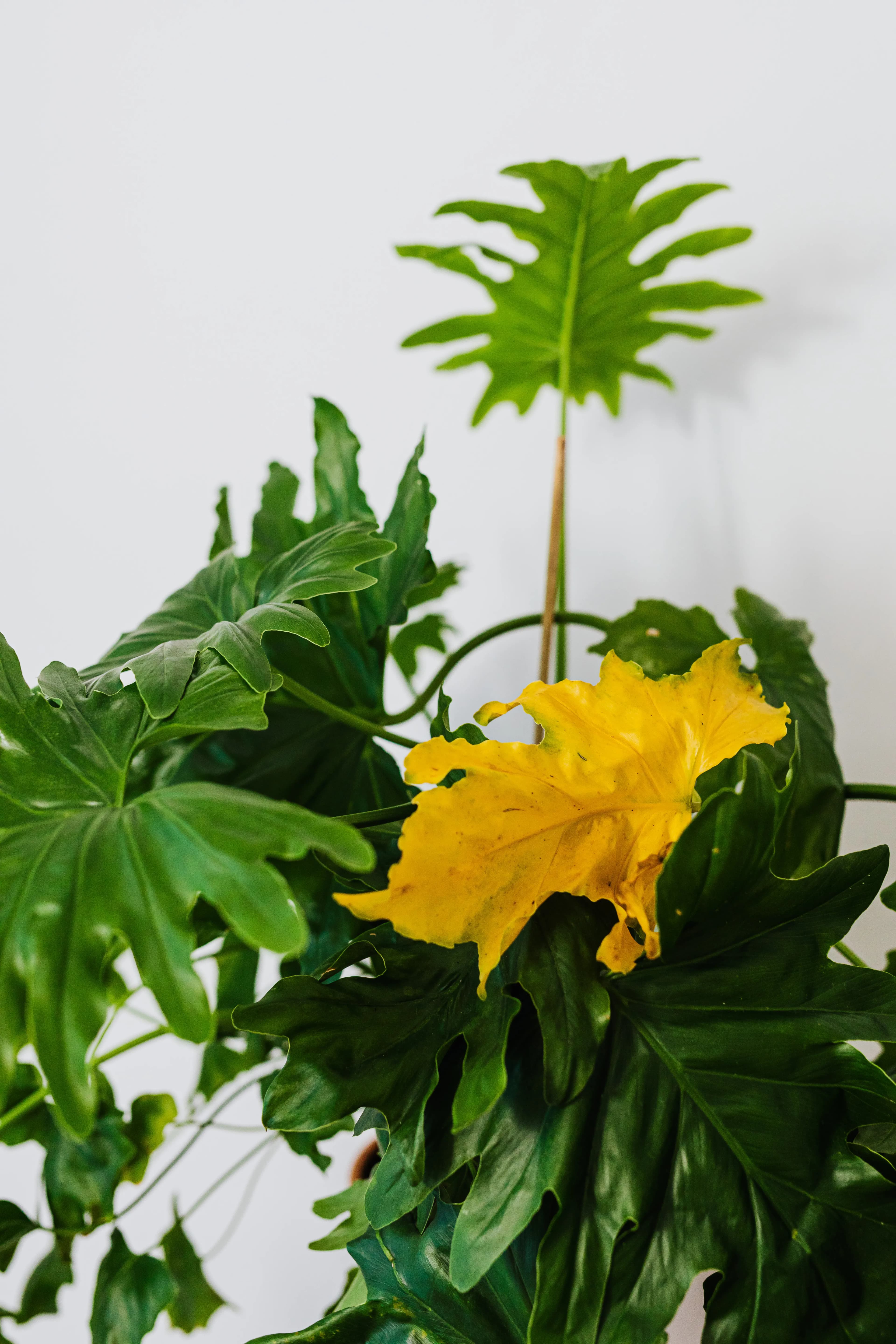 Why Are My Plant Leaves Turning Yellow?