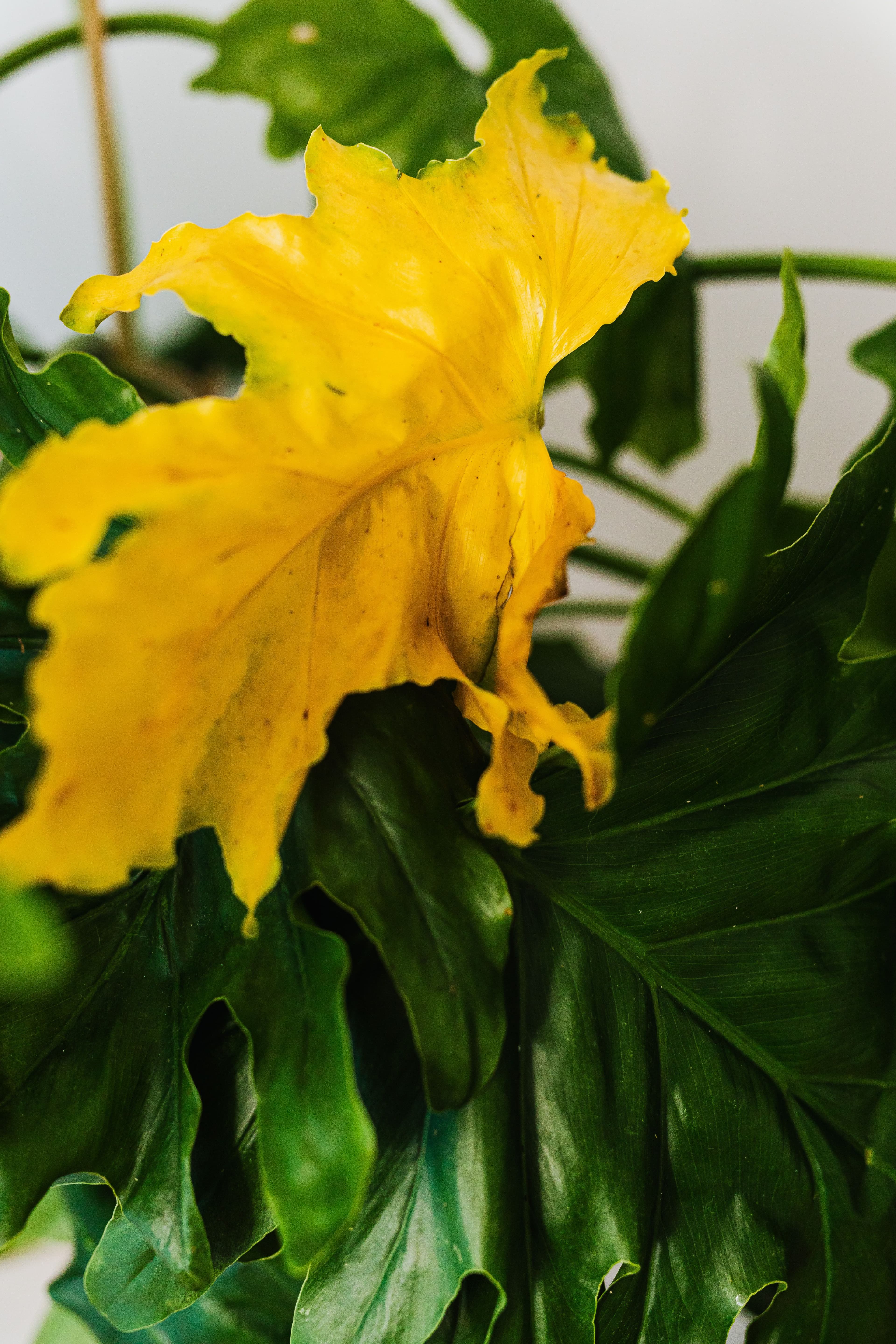 Why Are My Monstera Leaves Turning Yellow???