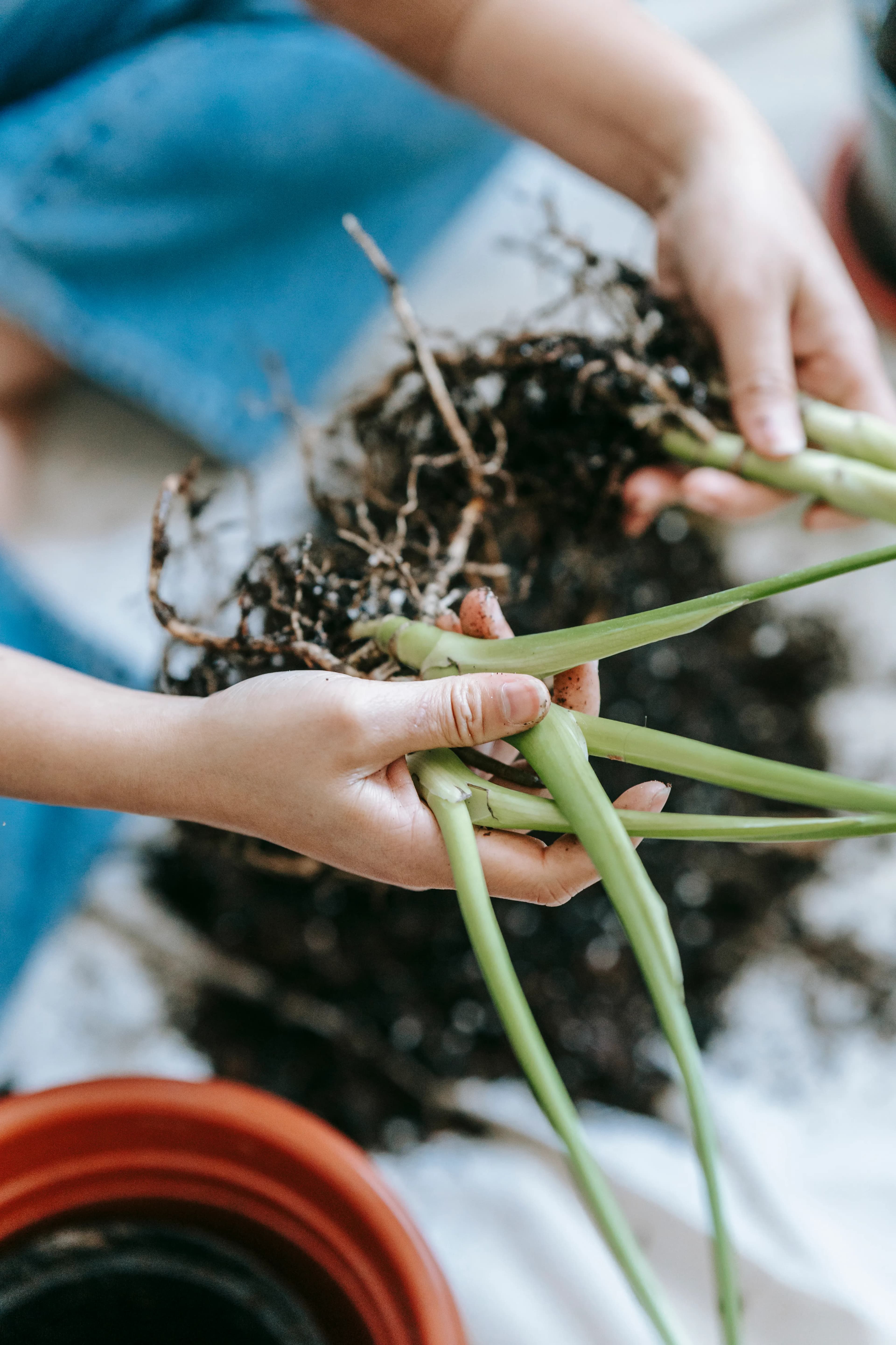 Roots of a plant being handled during repotting