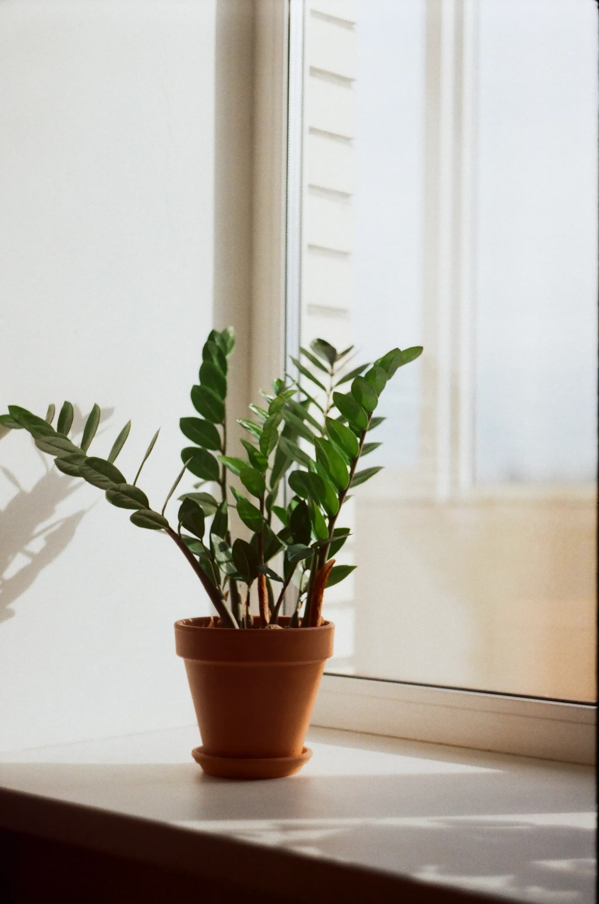 ZZ Plant close-up