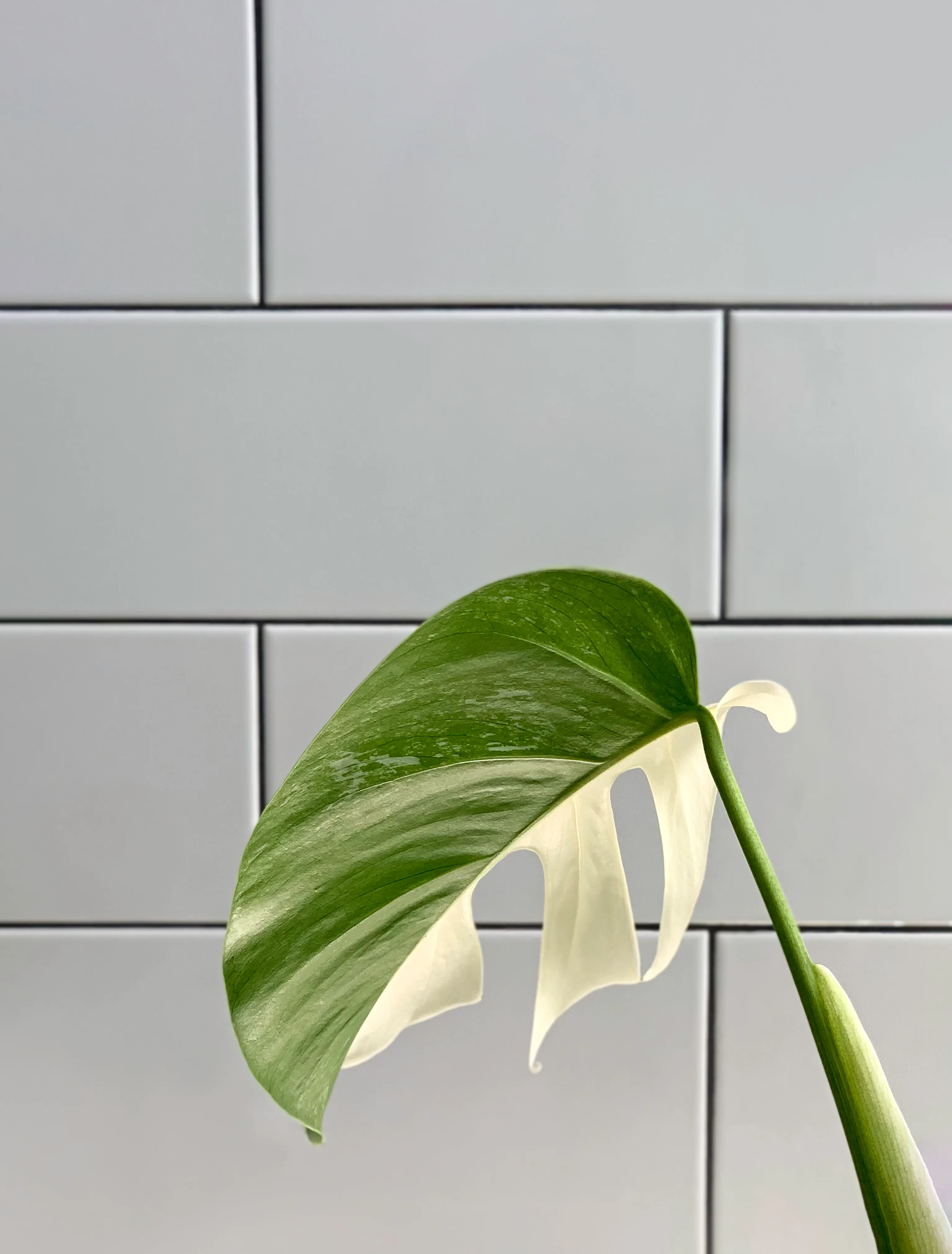 Monstera Albo with predominantly green leaves