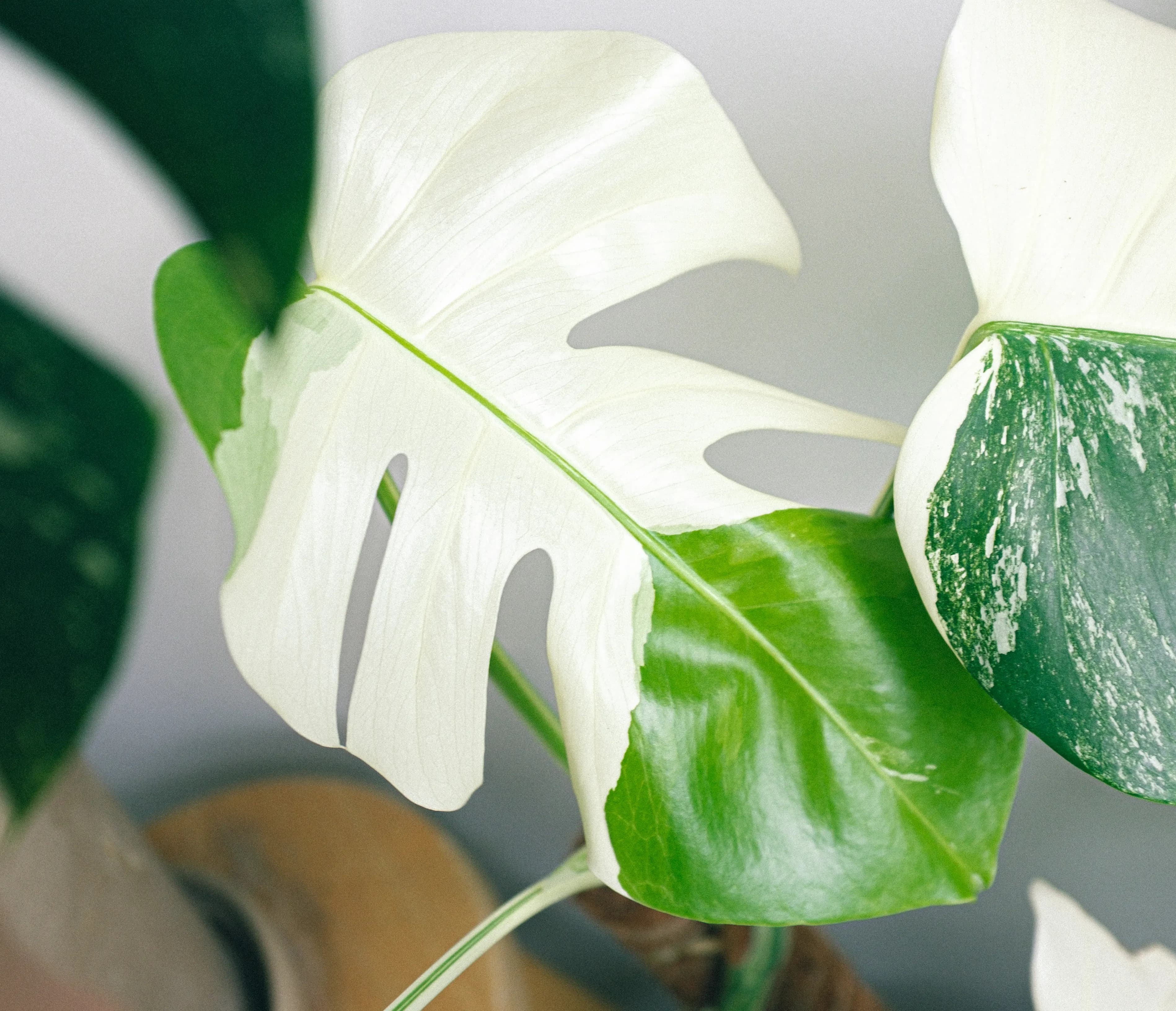 Monstera Albo plant in a pot