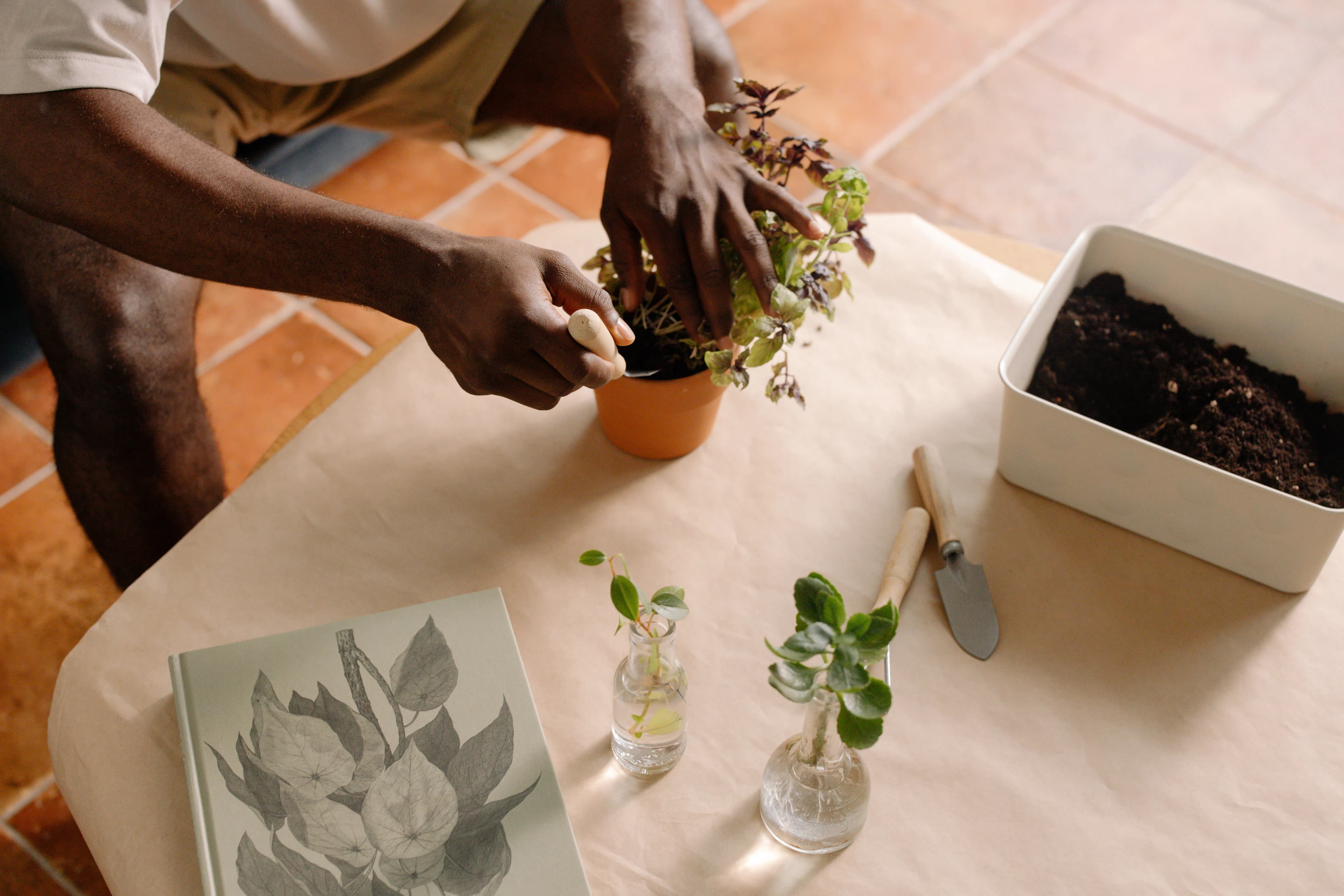 Why Is My Plant Not Growing? Common Causes and Solutions
