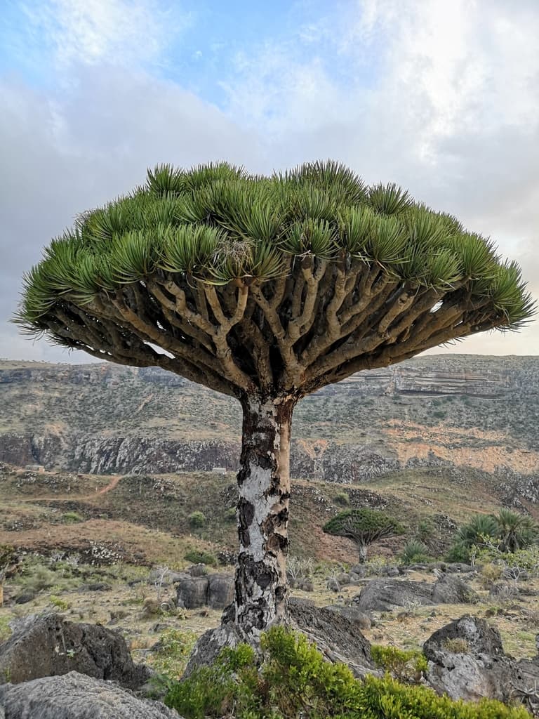 Dragon Blood Tree