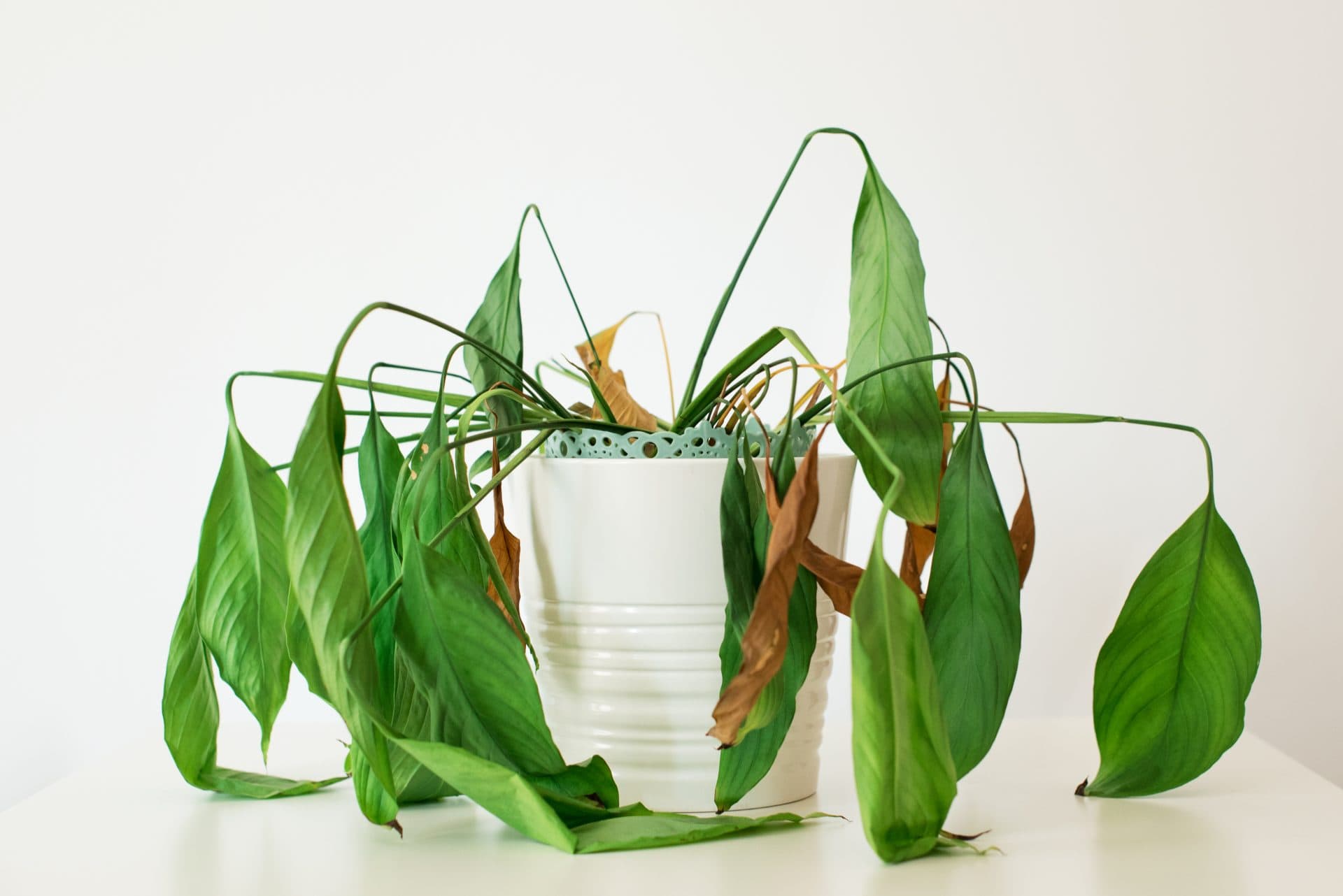 Why Is My Plant Drooping Even After Watering?