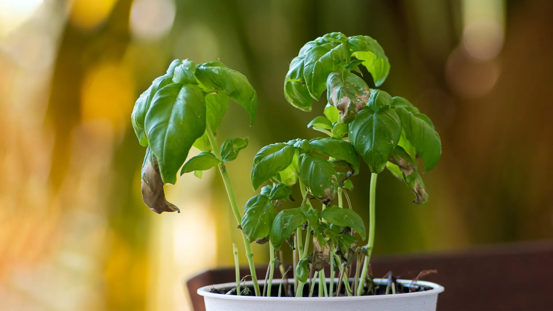 Why Are My Plant Leaves Curling?